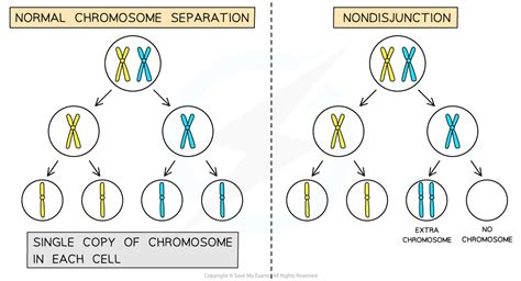 Chromosome Mutations Aqa A Level Biology Tes Chromosomal Mutations Worksheet - Chromosomal Mutations Worksheet