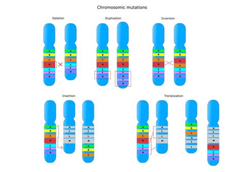Chromosome Mutations Biology Online Tutorial Chromosomal Mutations Worksheet - Chromosomal Mutations Worksheet