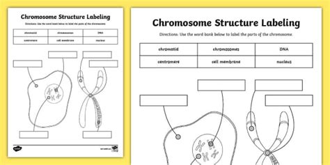 Chromosome Structure Labeling Activity Twinkl Usa Twinkl Chromosome Matching Worksheet - Chromosome Matching Worksheet