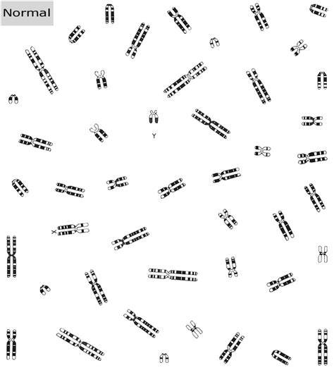 chromosome study lab 26 answers