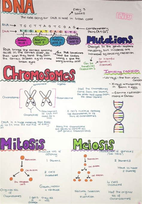 Chromosome Study Teacher Instructions The Biology Corner Biology Karyotype Worksheet Answers Key - Biology Karyotype Worksheet Answers Key