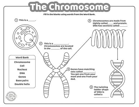 Chromosome Worksheet