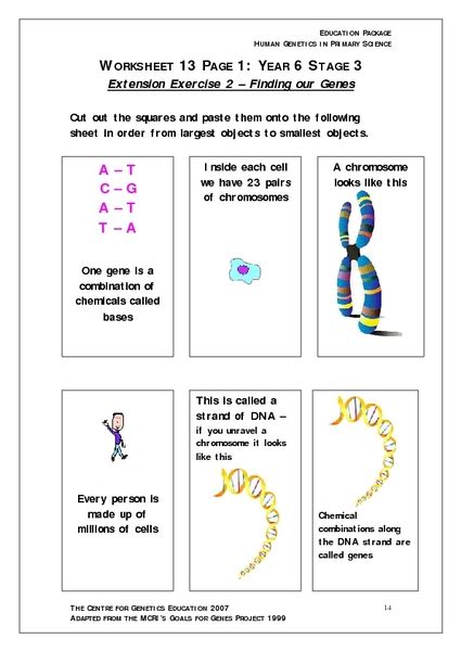 Chromosomes And Human Heredity Worksheets Learny Kids Chromosomes And Heredity Worksheet Answers - Chromosomes And Heredity Worksheet Answers