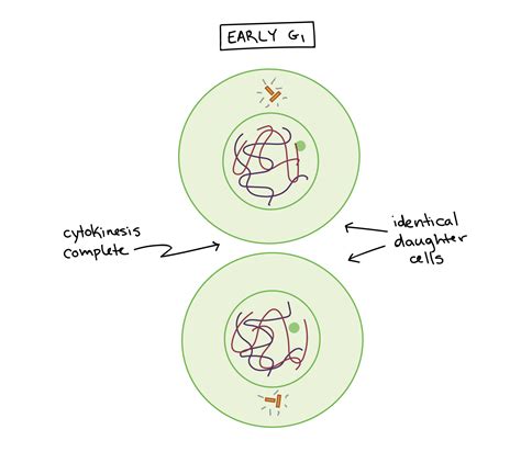 Chromosomes Article Cell Division Khan Academy X Germs Division - X Germs Division