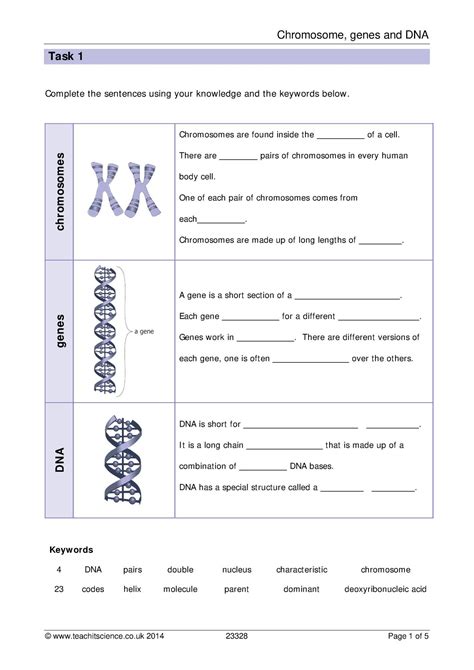 Chromosomes Genes And Dna Worksheet With Answers Teachit Chromosome Matching Worksheet - Chromosome Matching Worksheet