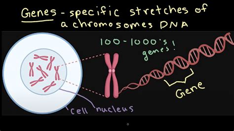 Chromosomes Practice Khan Academy Chromosome Matching Worksheet - Chromosome Matching Worksheet
