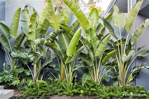 chuối cảnh | Cy chui cnh c im ngha cch