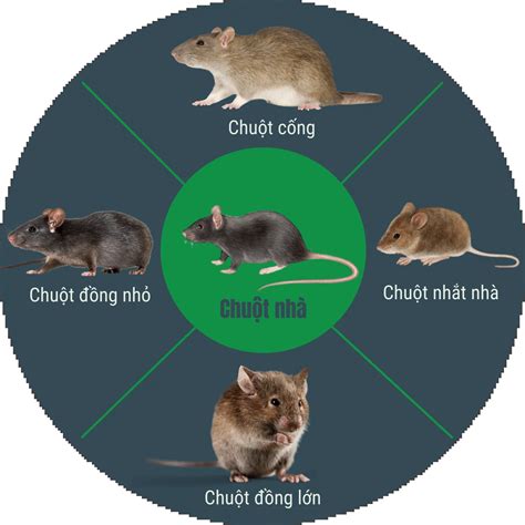 chuột cống | Tm hiu v chut cng Cch dit