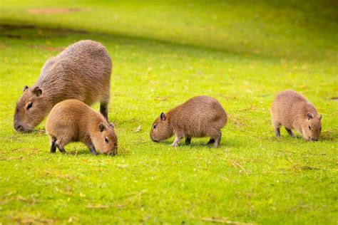 chuột capybara | Chut lang nc capybara gy st ngi