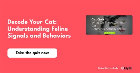 Chu Decode Cat