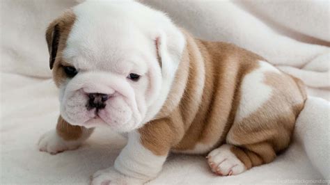 Chubby The Puppy