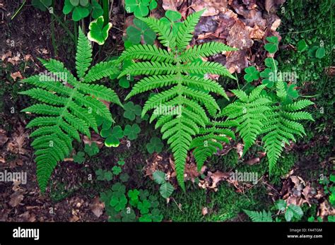 chungphuong816: Long Beech Fern