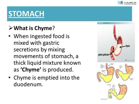 chyme Etymology, origin and meaning of chyme by …