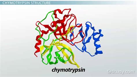 Chymotrpsin Triad Model