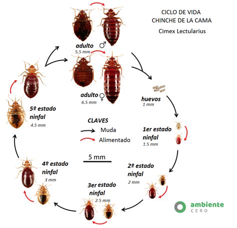 ciclo biologico chinche lygus bugs