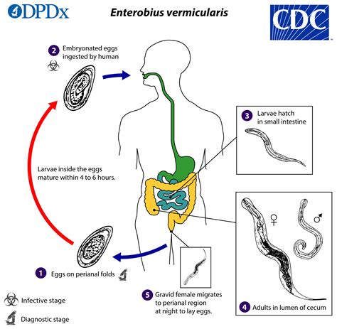 ciclo biologico enterobius vermicularis pdf