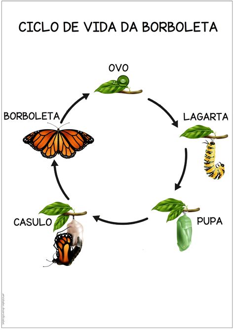 Ciclo Da Borboleta