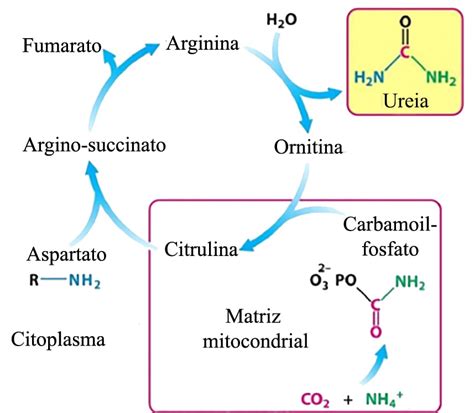 Ciclo Da Ureia