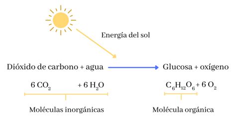 Ciclo De Calvin