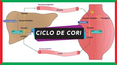 Ciclo De Cori