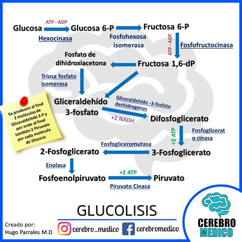 Ciclo De La Glucolisis