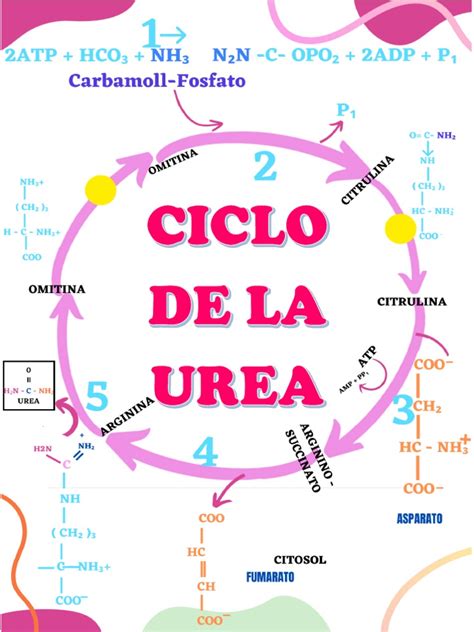 Ciclo De La Ure
