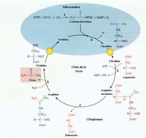 Ciclo De La Urea