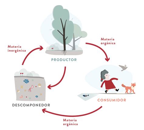 Ciclo De Nutrientes
