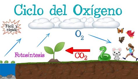 Ciclo De Oxigeno