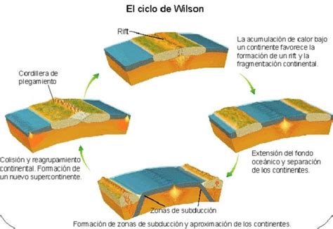 Ciclo De Wilson