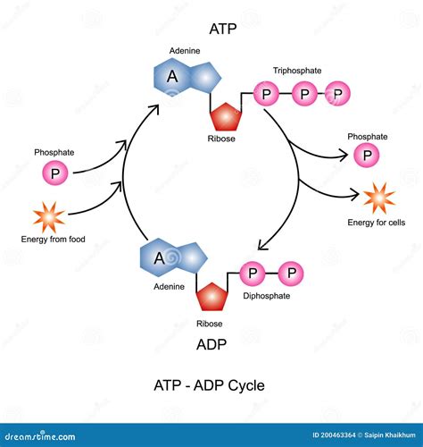 Ciclo Del Atp