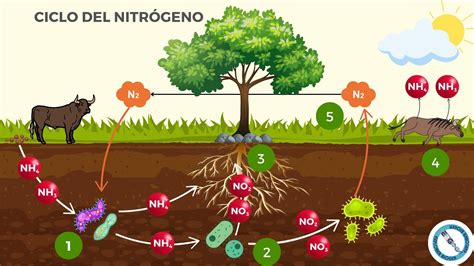 Ciclo Del Nitrogeno