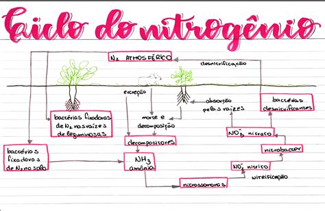 Ciclo Do Nitrogenio Mapa Mental