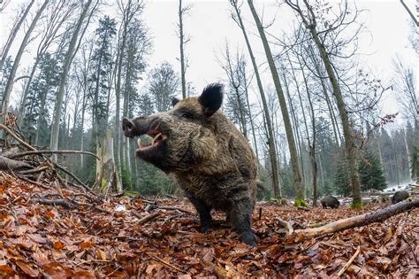 Cinghiale