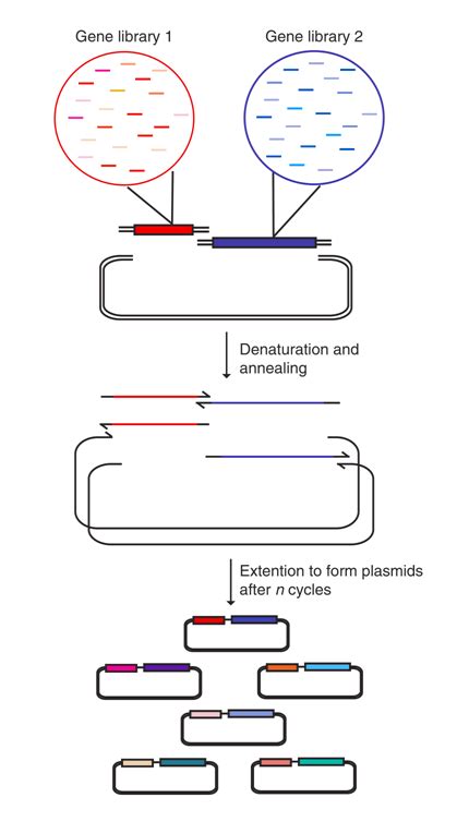 Download Circular Polymerase Extension Cloning For High Throughput 