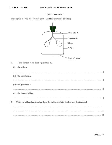 Circulation And Respiration Test Answer Key