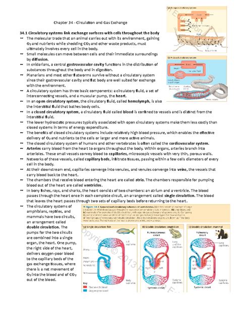 Circulation In Humans Chapter 34 Concept Mapping