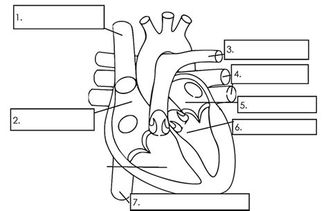 circulatory system blank diagram