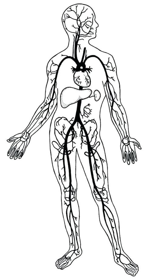 Circulatory System Coloring Page Getcolorings Com Circulatory System Coloring Pages - Circulatory System Coloring Pages