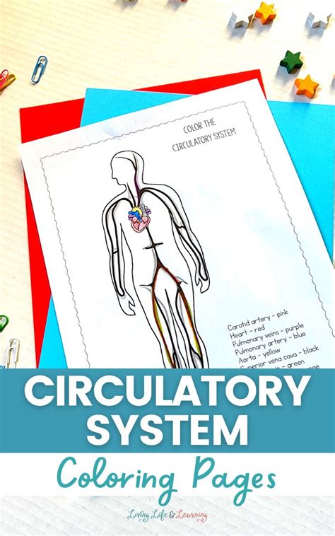 Circulatory System Coloring Pages Living Life And Learning Circulatory System Coloring Pages - Circulatory System Coloring Pages