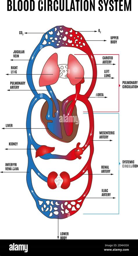 circulatory system diagram