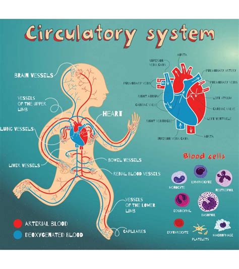 Circulatory System For Kids Learn All About How 4th Grade Circulatory System - 4th Grade Circulatory System