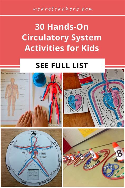 Circulatory System Lab Activities For High School