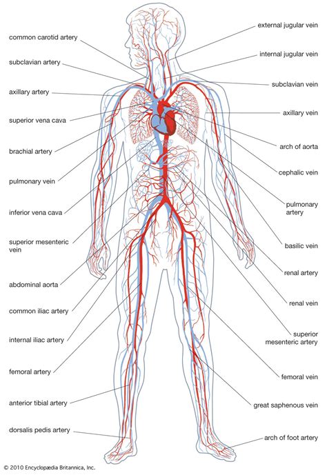 circulatory system labeled