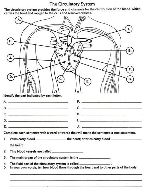 Circulatory System Labeling Worksheet   Circulatory System For Kids Worksheets Worksheets Master - Circulatory System Labeling Worksheet