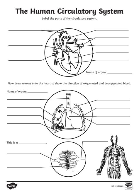 Circulatory System Labelling