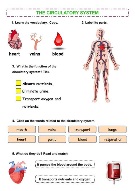 Circulatory System Online Worksheet For Grade 6 Live The Heart And Circulatory System Worksheet - The Heart And Circulatory System Worksheet