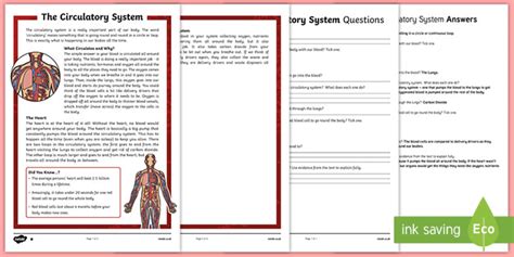 Circulatory System Reading Comprehension Worksheets Twinkl The Heart And Circulatory System Worksheet - The Heart And Circulatory System Worksheet