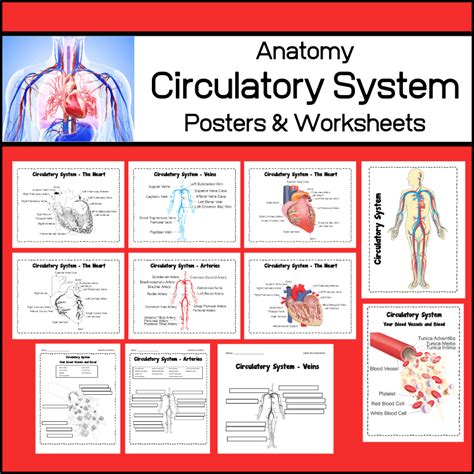 Circulatory System Study Resources The Homeschool Scientist The Heart And Circulatory System Worksheet - The Heart And Circulatory System Worksheet