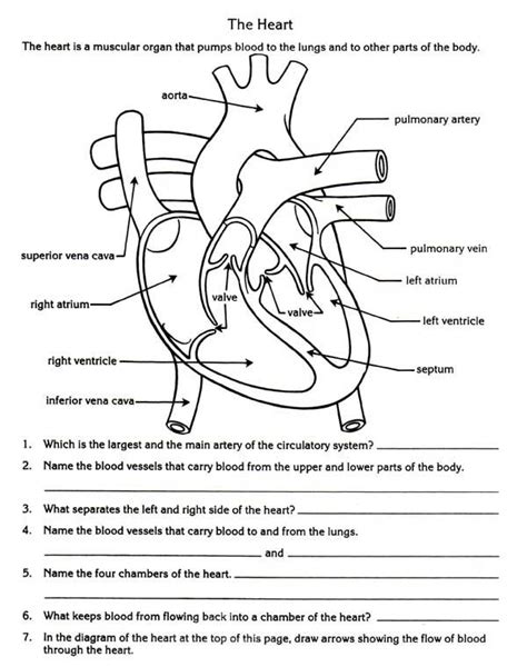 Circulatory System Unit Reading Diagrams Worksheets Circulatory System Vocabulary Worksheet - Circulatory System Vocabulary Worksheet